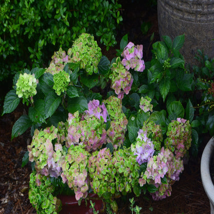 Froggie Bigleaf Hydrangea