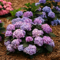 Blue blossoms of Let’s Dance Blue Jangles Hydrangea