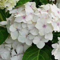 Hydrangea Macrophylla Madame Emile Mouillere with bright white blooms
