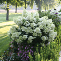 Hydrangea Bobo Shrub Adding Summer Color to Landscapes