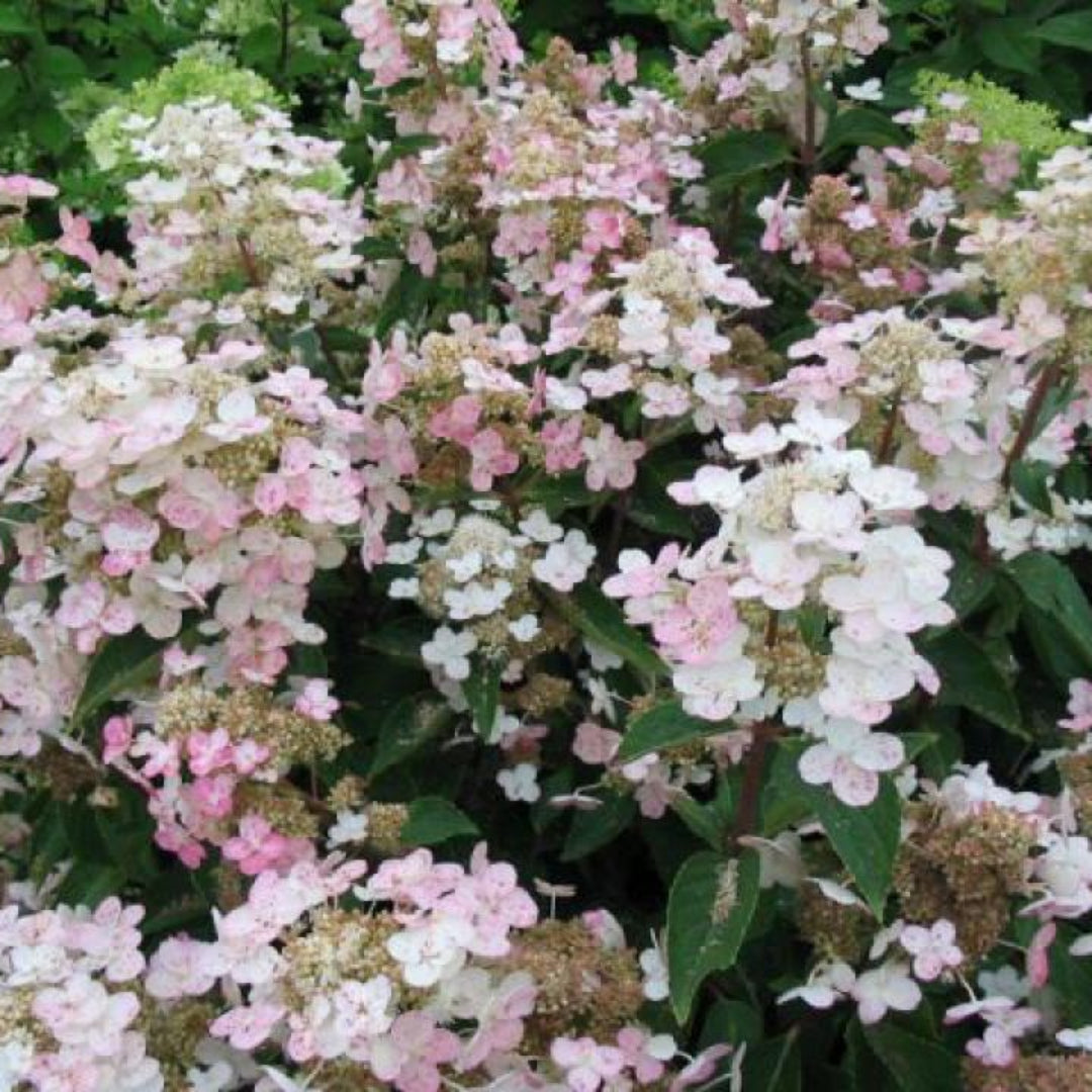 Dharuma Hydrangea Paniculata shrub in garden landscape with cone-shaped white flowers