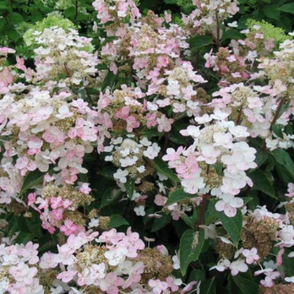 Dharuma Hydrangea Paniculata shrub in garden landscape with cone-shaped white flowers