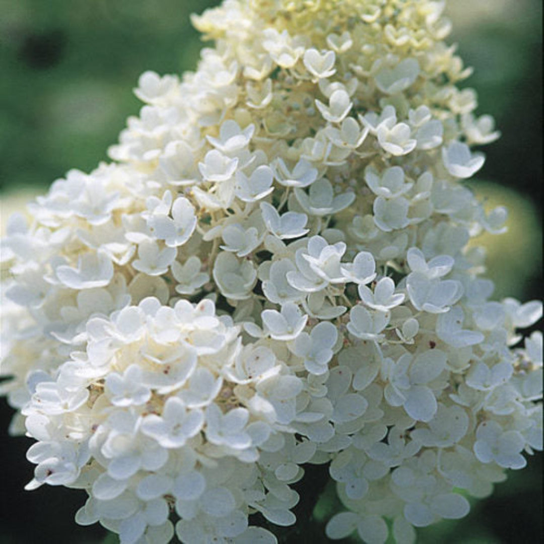 Pee Gee Hydrangea