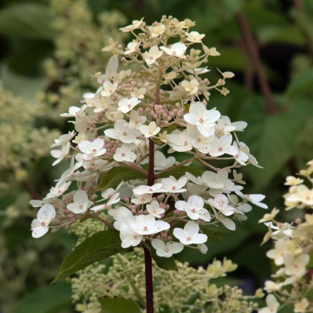 Unique Panicle Hydrangea