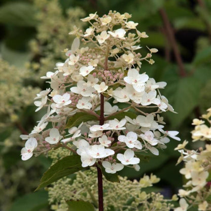 Unique Panicle Hydrangea