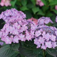 Hydrangea serrata Let’s Dance CanCan variety with lush green foliage and pink flowers