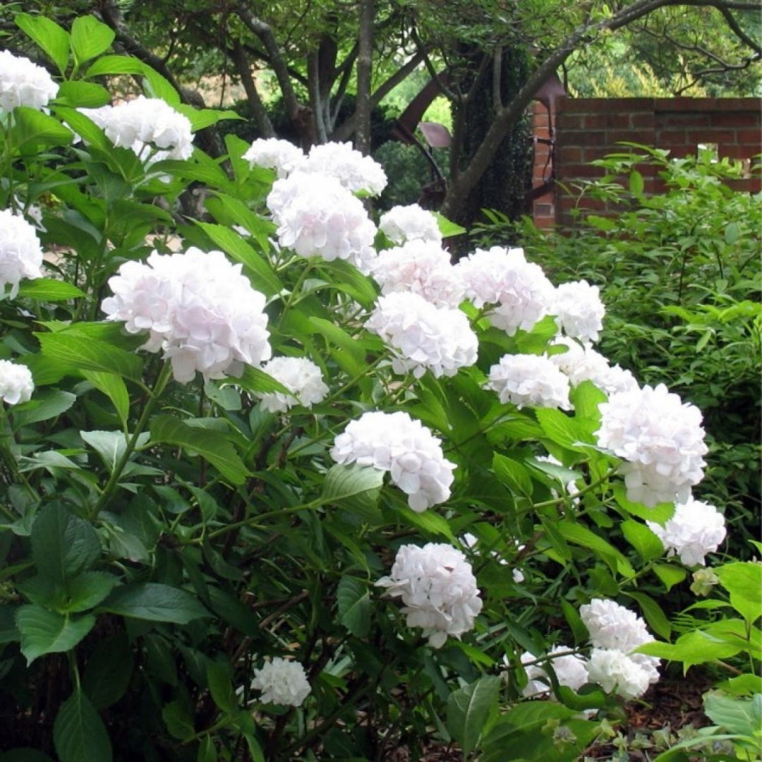 Bounty Mophead Hydrangea- Cold Hardy