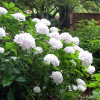 Bounty Mophead Hydrangea Blooming in Summer Garden