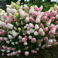 Strawberry Sundae Hydrangea in Summer Bloom