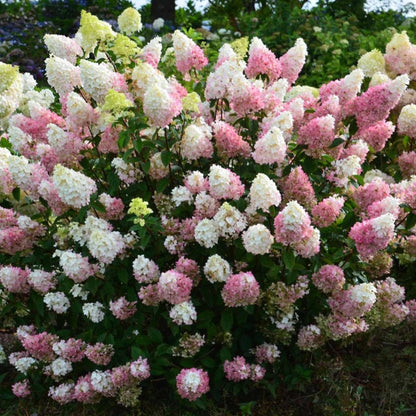 Strawberry Sundae Hydrangea for Sale Beautiful Summer Shrub