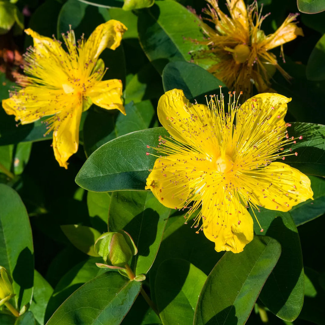 Hypericum Calycinum St. John&