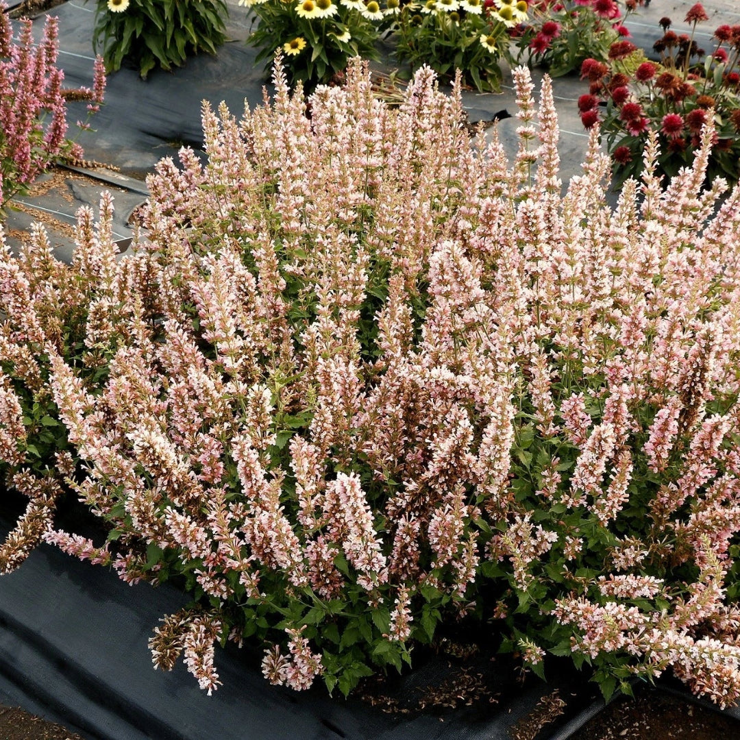 Agastache ‘Pink Pearl’ Hyssop