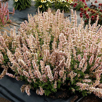 Agastache ‘Pink Pearl’ Hyssop