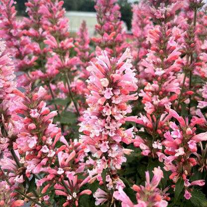 Agastache ‘Pink Pearl’ Hyssop