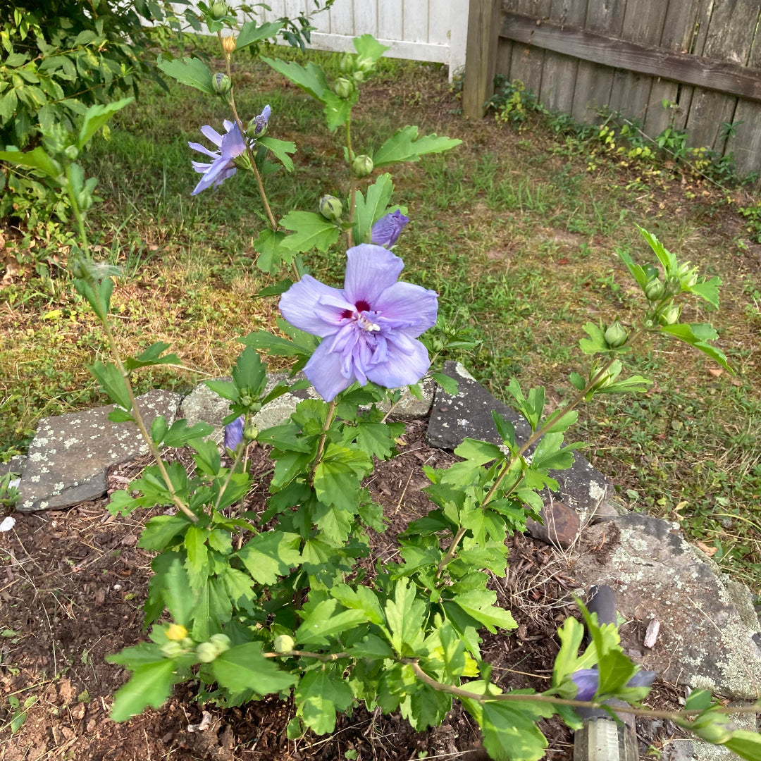 Healthy Blue Chiffon Rose of Sharon plant