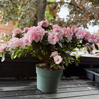 Rosebud Azalea
