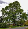 American Sycamore Tree Large Shade Landscape Tree