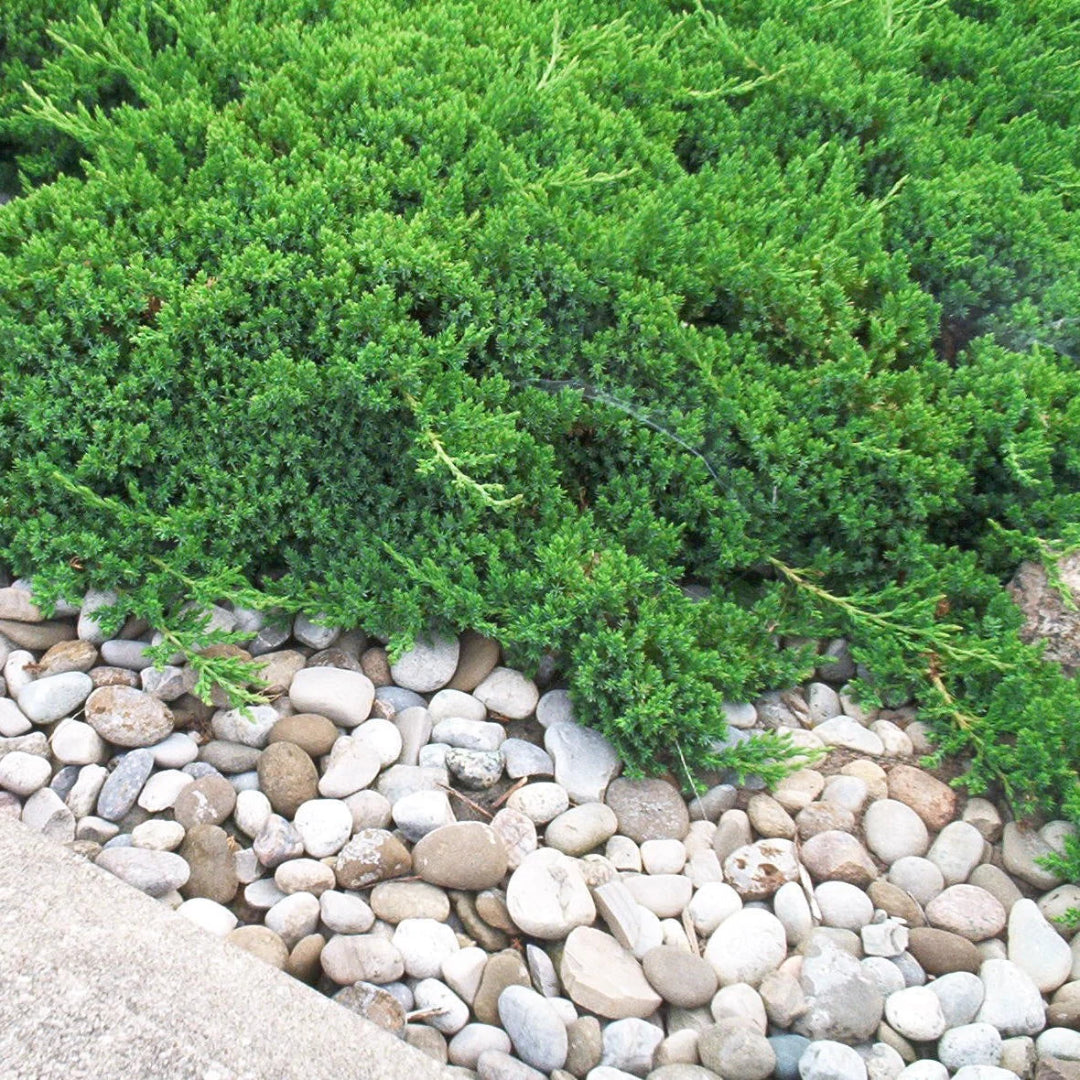 Parsoni Juniper, Evergreen, Low