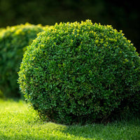 Evergreen boxwood shrub used for formal garden landscaping design