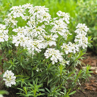 Snowcone Iberis with white flowering clusters