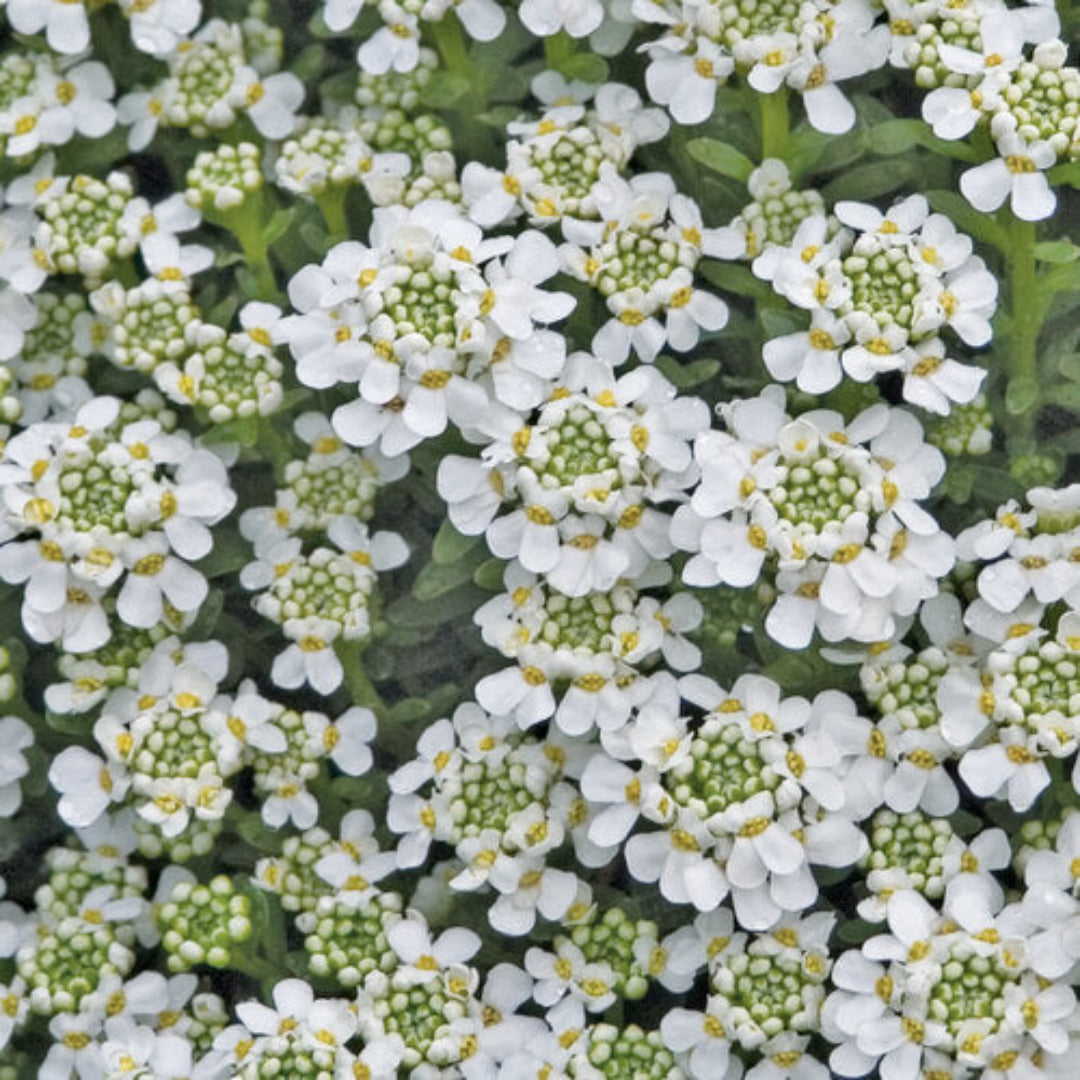 Iberis Sempervirens Snowflake Candytuft