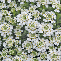 Iberis Sempervirens Snowflake Candytuft