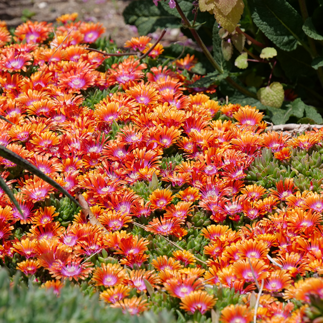 Delosperma Ocean Sunset &