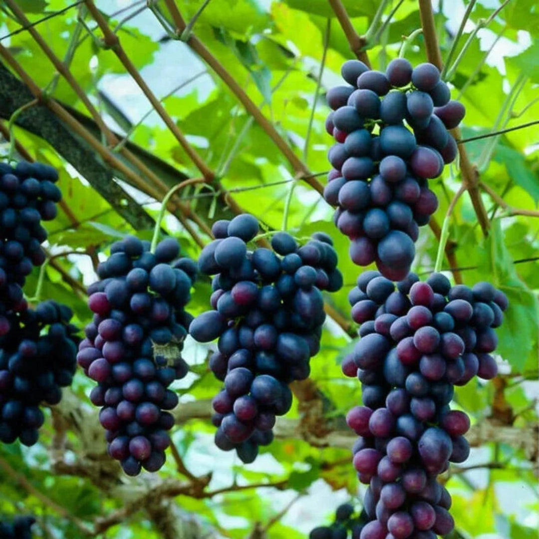Fresh harvested Alachua Muscadine grapes displayed in a bowl