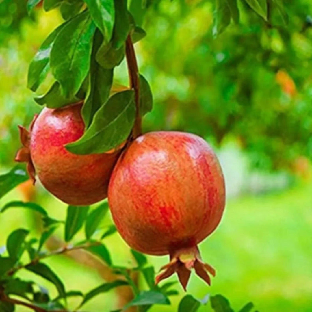 Salavatski Pomegranate fruit tree close-up