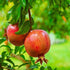 Salavatski Pomegranate fruit tree close-up