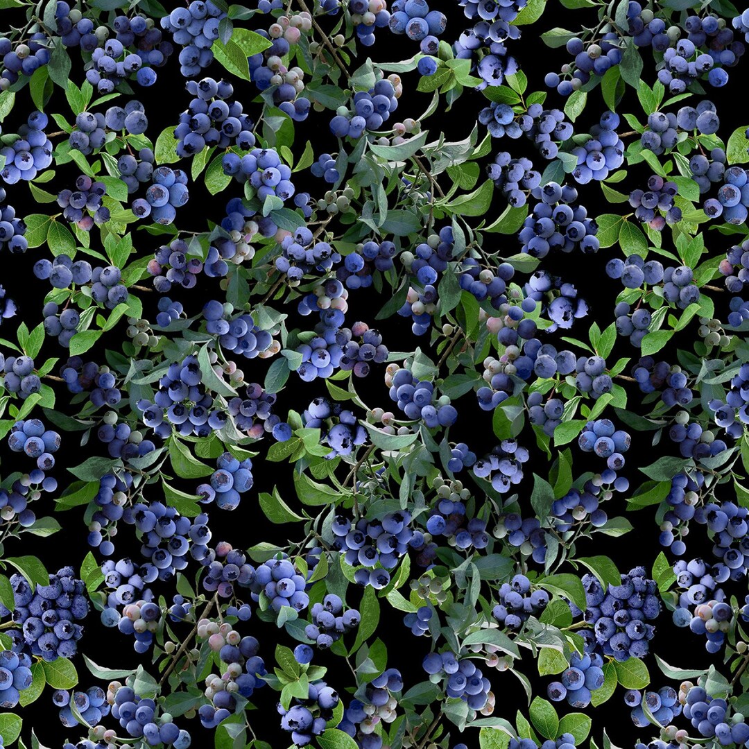 Delite Blueberry Bush