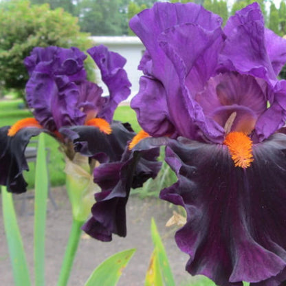 Iris germanica &