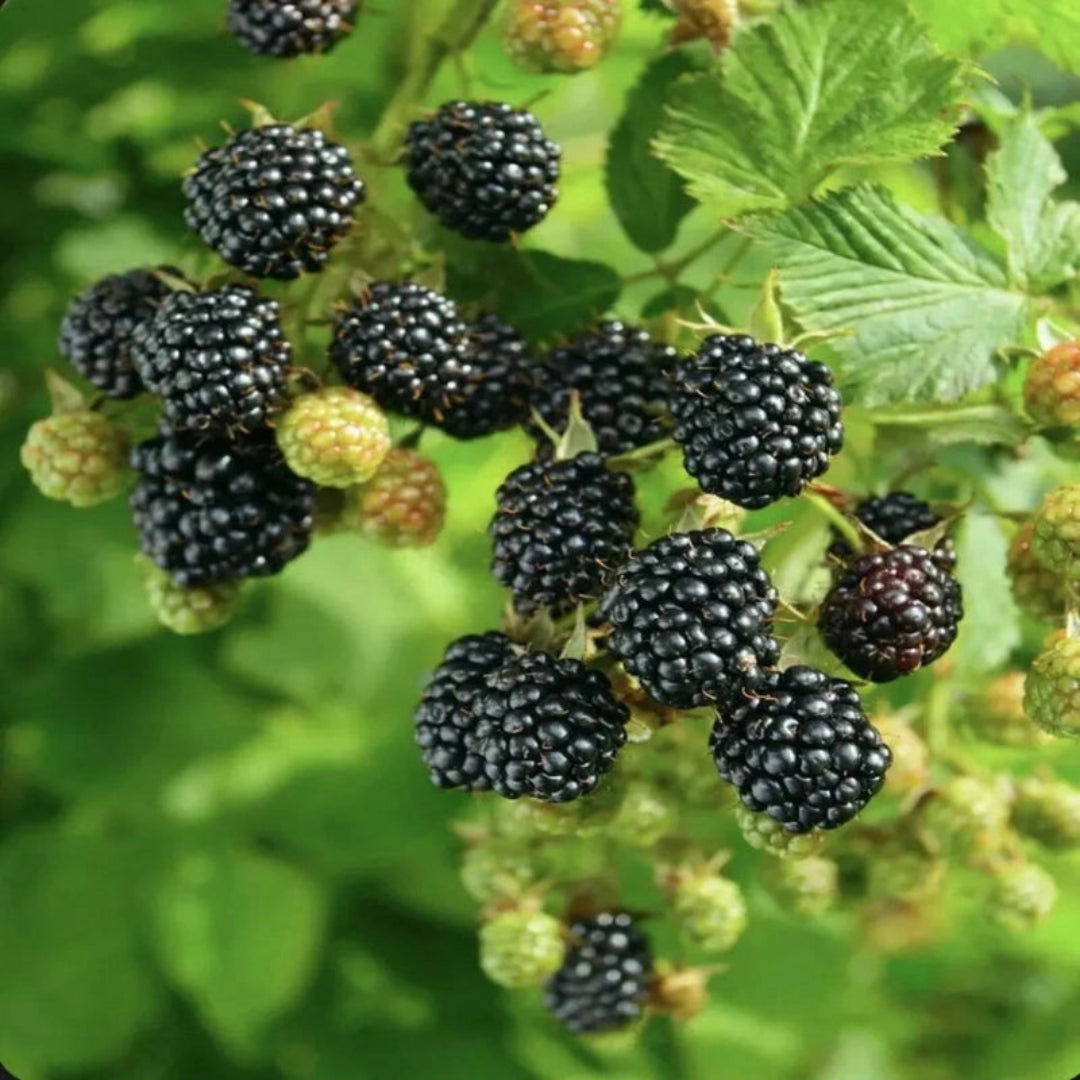 Close-up of fresh Ponca blackberries with glossy deep-black fruit