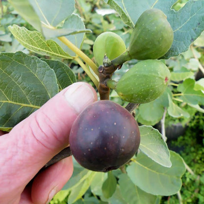 Freshly harvested Chicago Hardy Fig fruits displayed on table