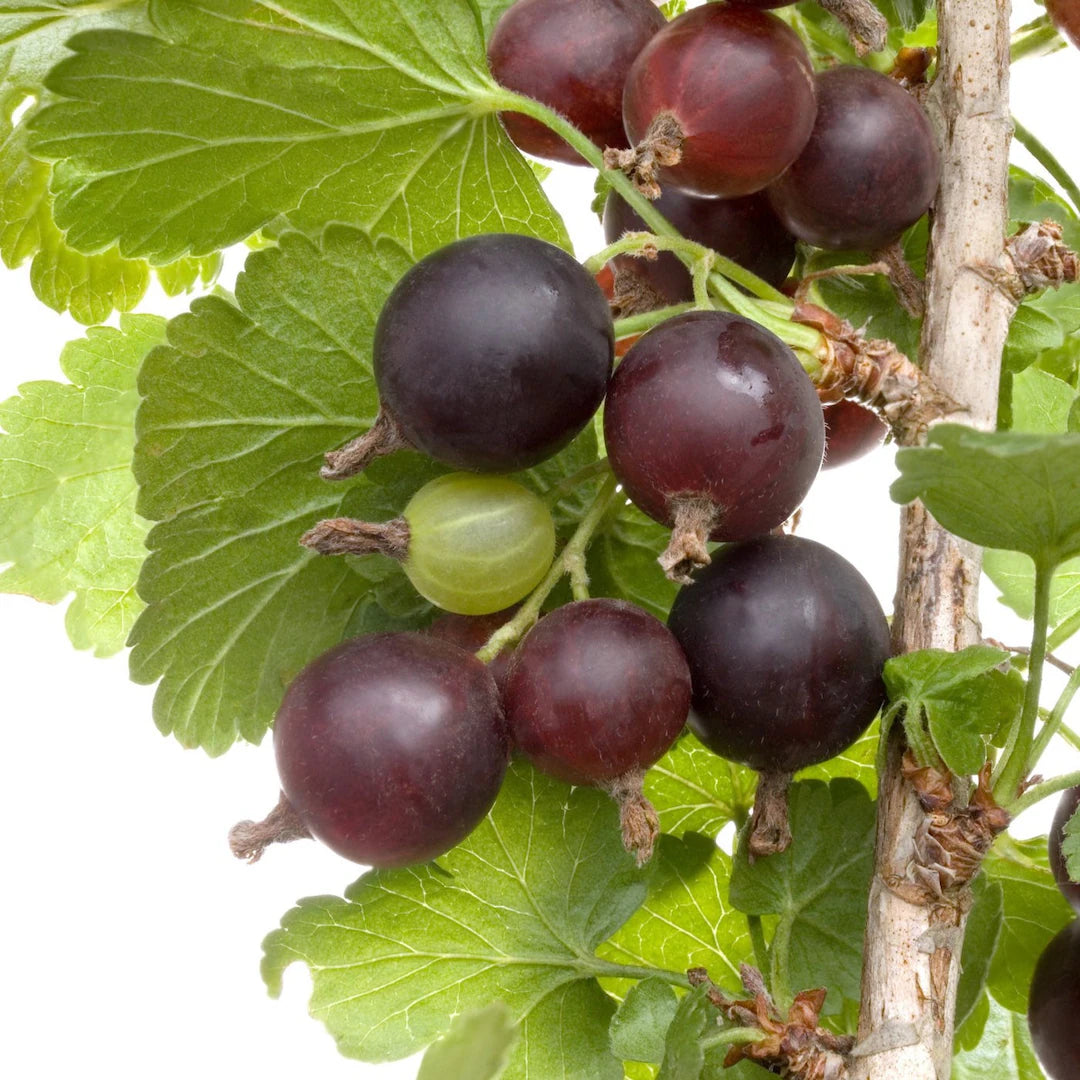 Black Velvet Gooseberry