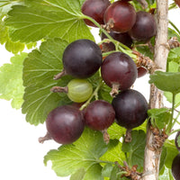 Potted Black Velvet gooseberry plant with healthy green leaves