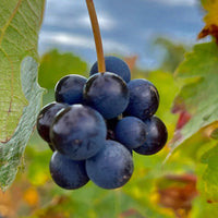 Freshly harvested muscadine grapes are used to make juice and wine