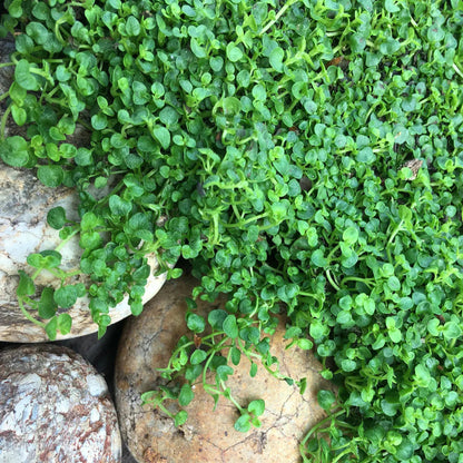 Buy Mentha Requienii Corsican Mint Round Plants & Trees Online