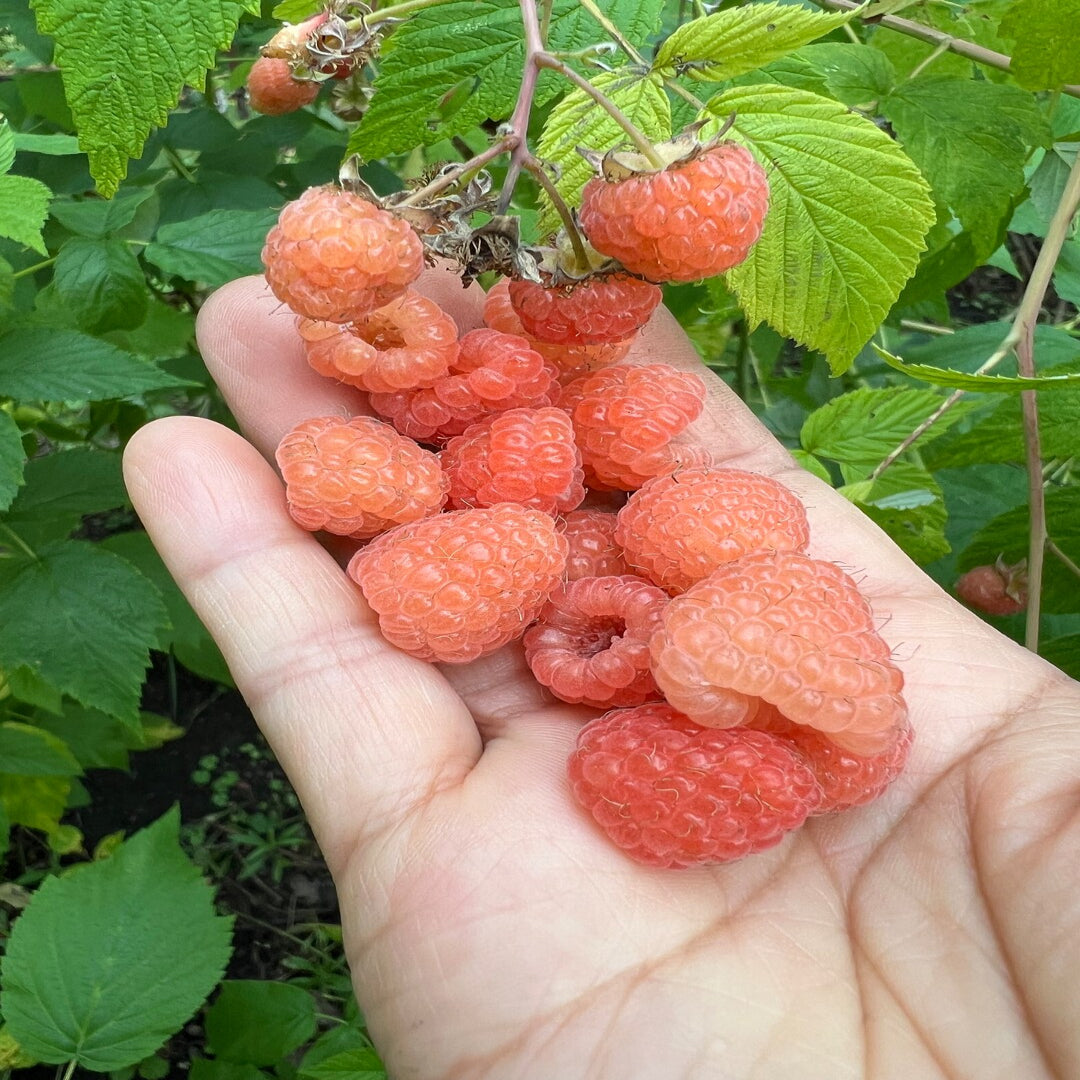 Double Gold Raspberry Plant