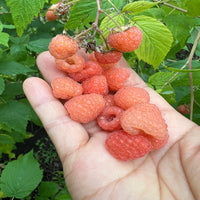 Double Gold Raspberry Plant