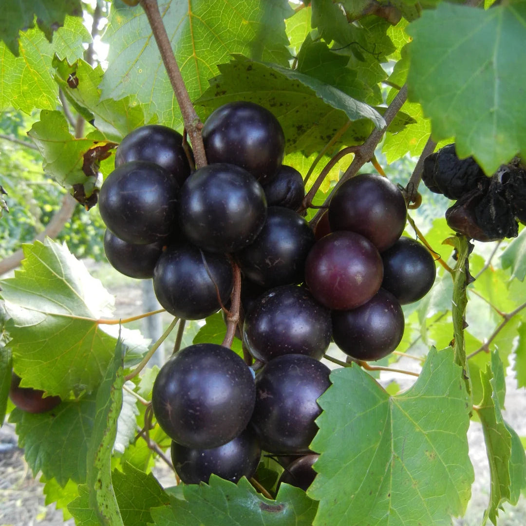 Jumbo Muscadine Grape Vine