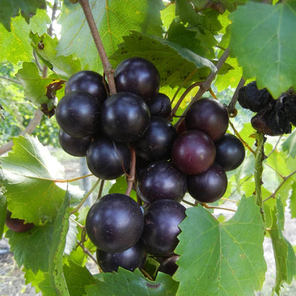 Jumbo Muscadine Grape Vine