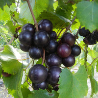 Jumbo Muscadine Grape Vine