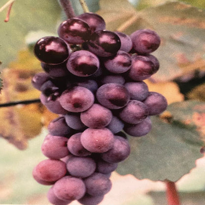 Chamapanel Grape Vine Shrub