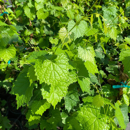 Fry Muscadine Vine Shrub