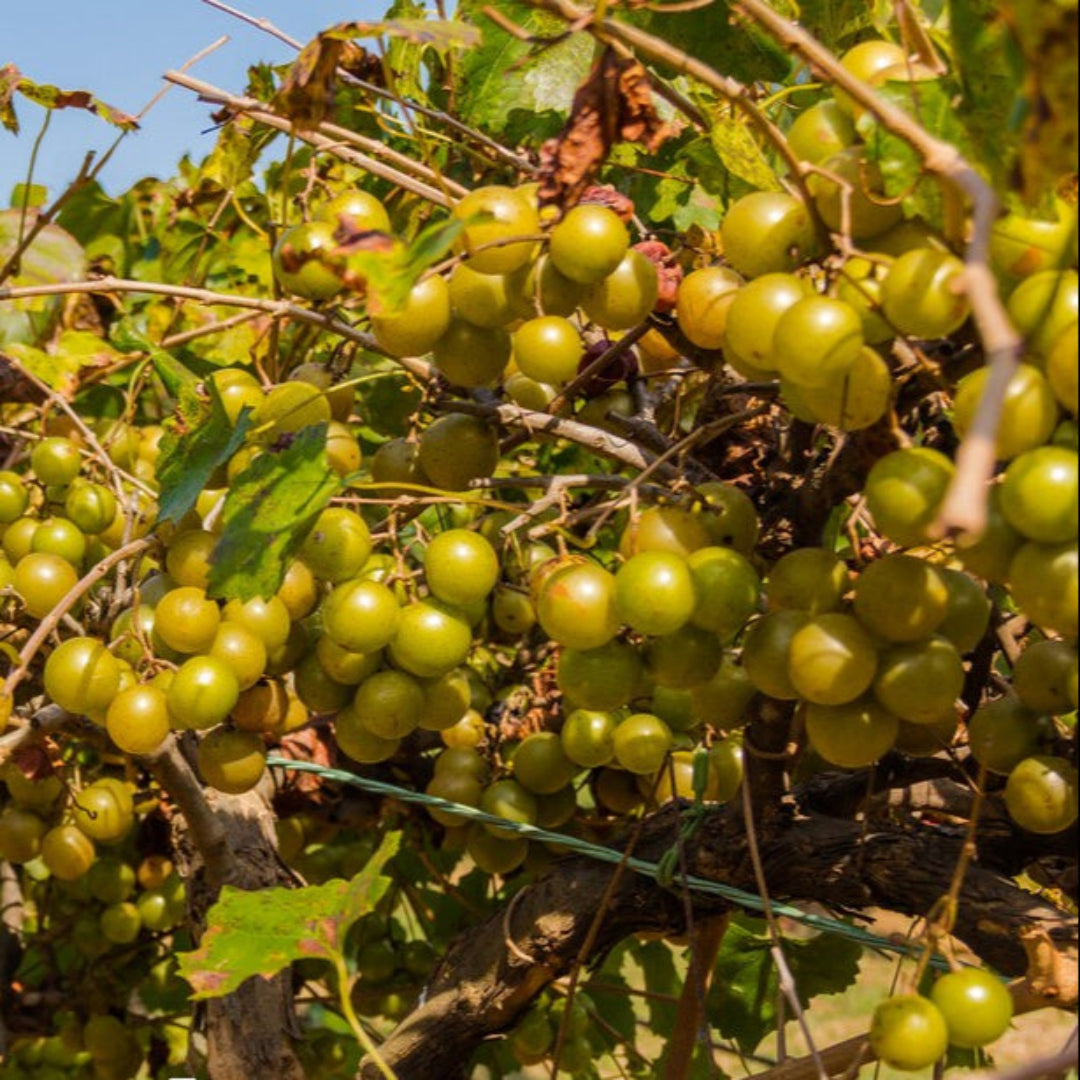 Close-up of ripe Bronze Muscadine Grape clusters