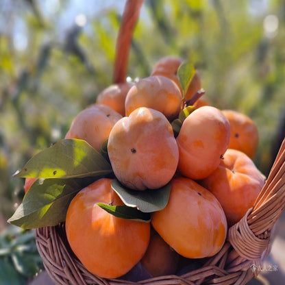 Jiro Fuyu Japanese Persimmon