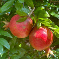 Ripe Surh Anor Pomegranate cut open showing bright red arils