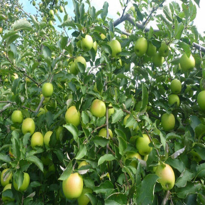 Mutsu Apple Tree