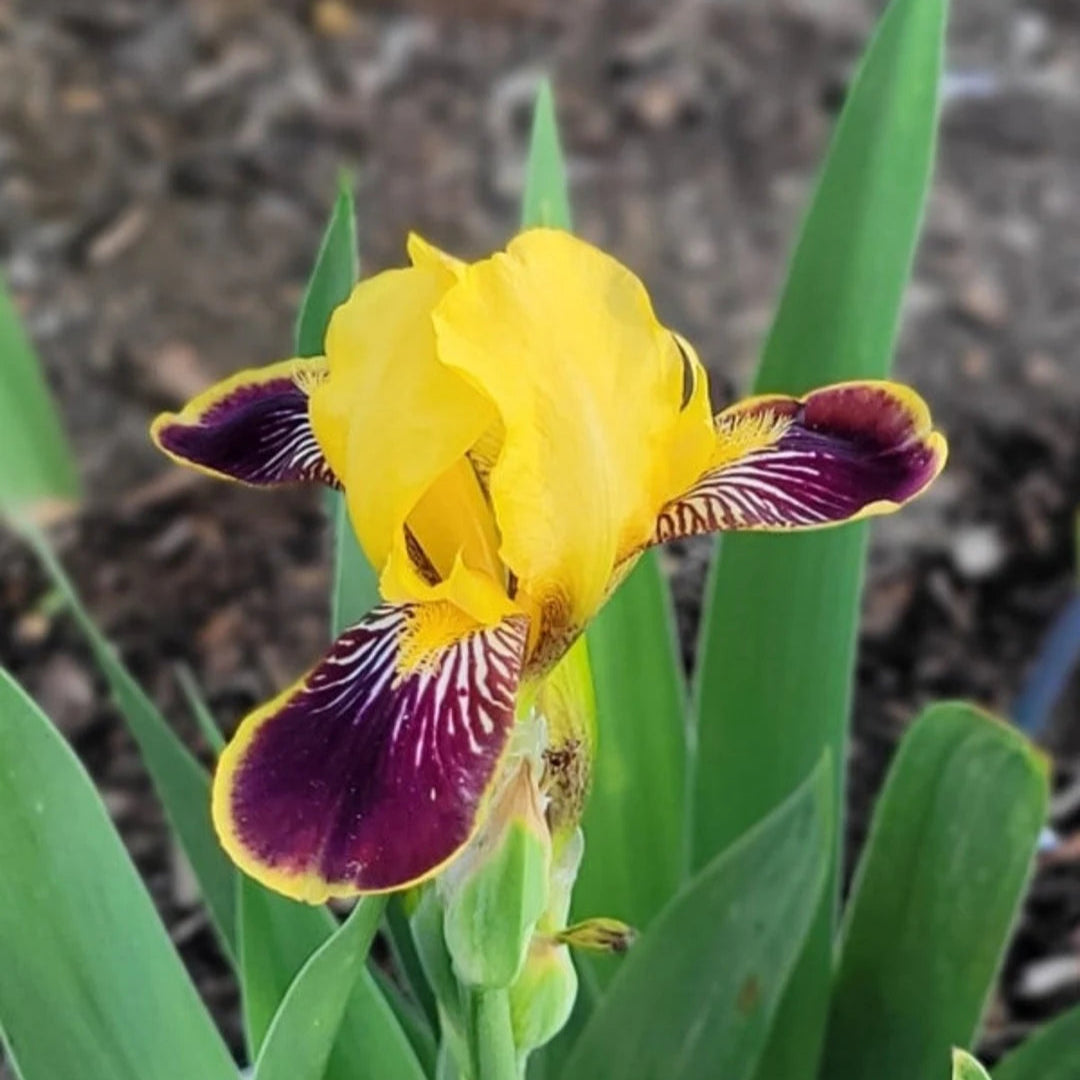 Canary Yellow Standards with Deep Magenta Falls